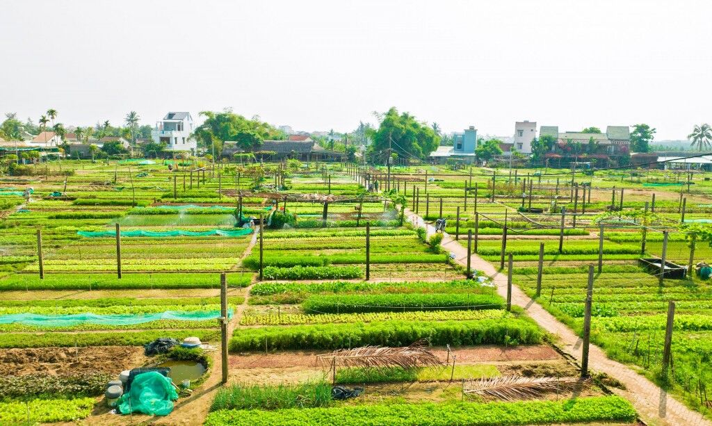 Immerse in Tra Que’s lush agricultural heritage